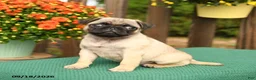 Pug dogs for sale: Lily - Ad 2