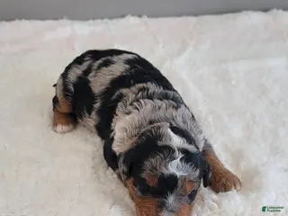 Mini Bernedoodle dogs Gus - Ad 39