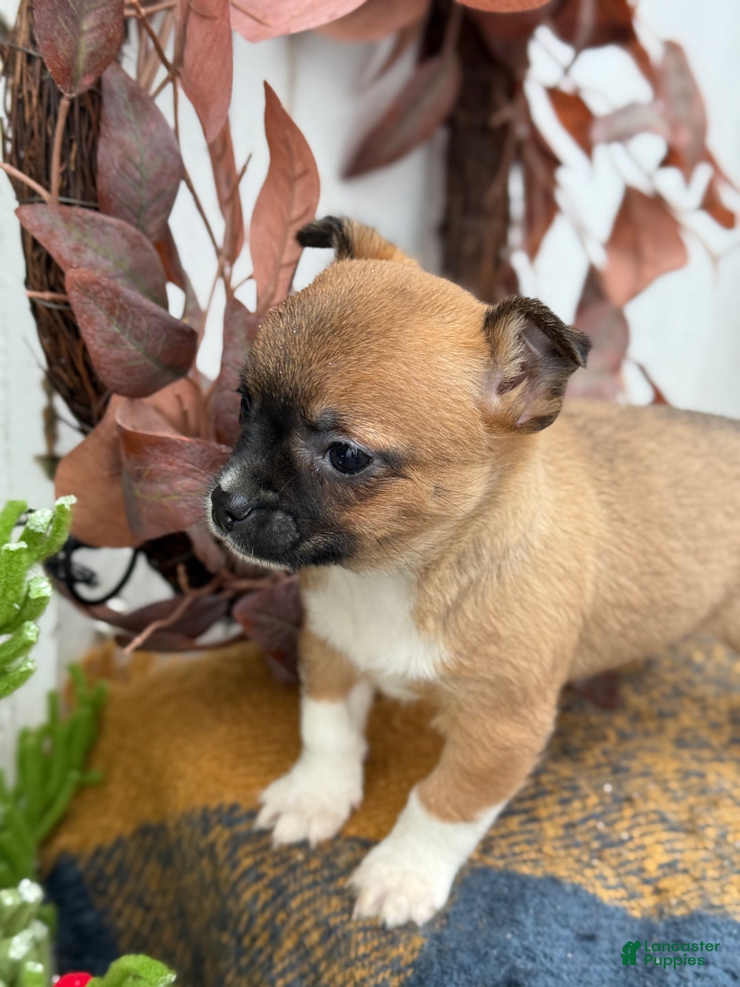 Chihuahua dogs for sale: Bandit - Ad 4