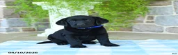 Labrador Retriever dogs for sale: Blueberry - Ad 2
