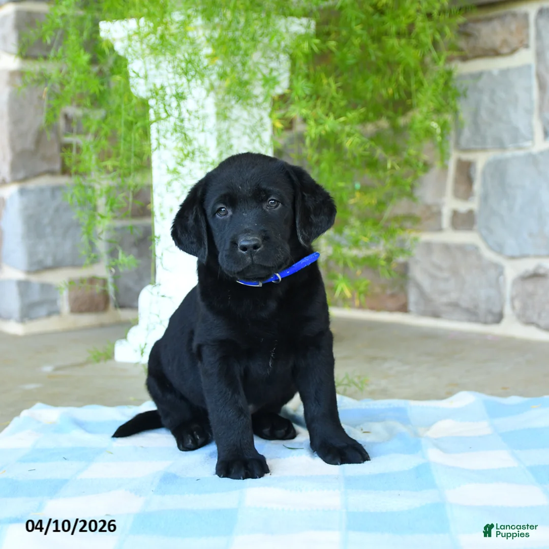 Labrador Retriever dogs for sale: Blueberry - Ad 2
