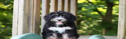Mini Bernedoodle dogs for sale: Phoebe - Ad 8