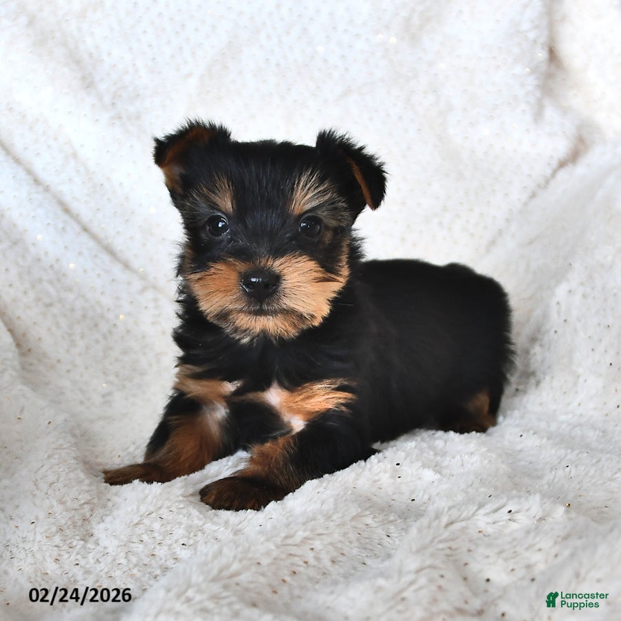 Yorkshire Terrier dogs Huey - Ad 2