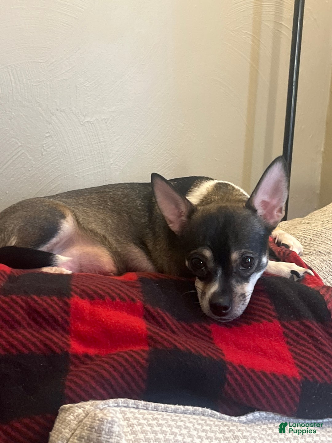 Chihuahua dogs for sale: Chihuahua Puppy 4 - Ad 7