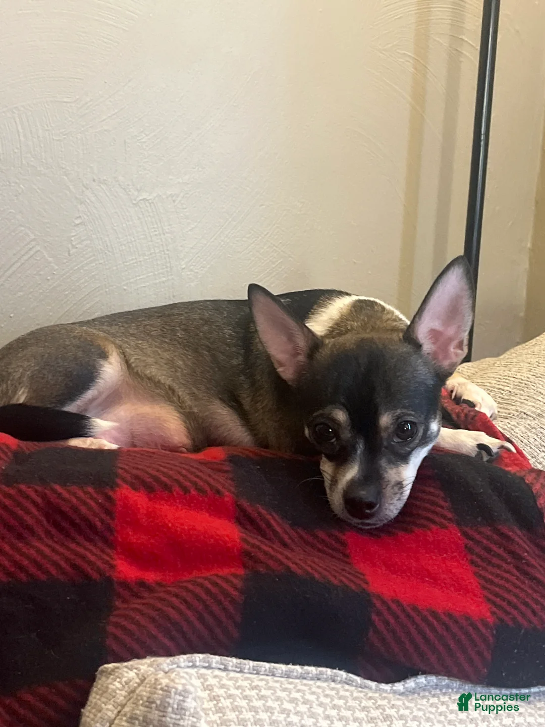 Chihuahua dogs for sale: Chihuahua Puppy 2 - Ad 7