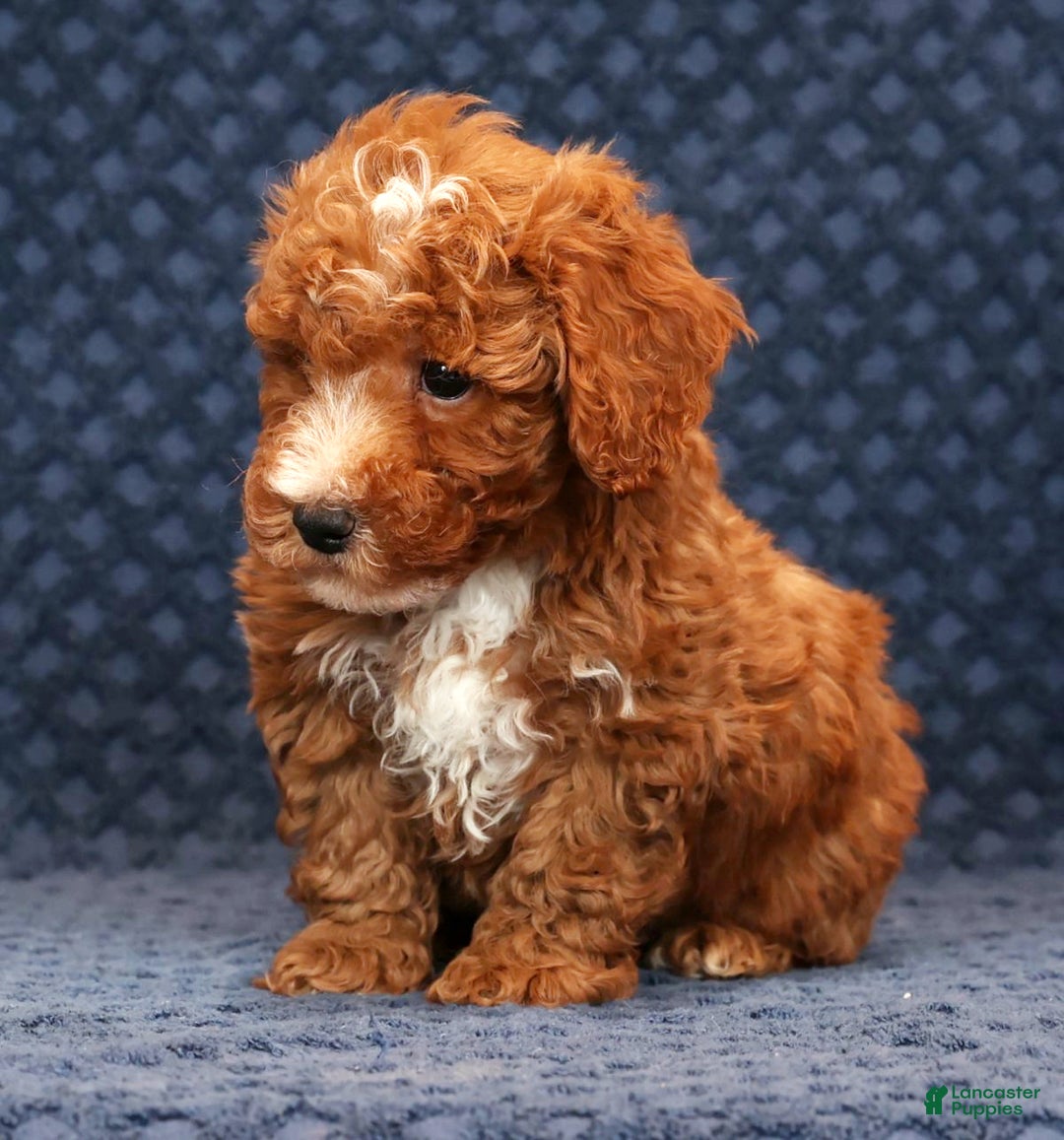 Bichpoo dogs for sale: Eric - Ad 5