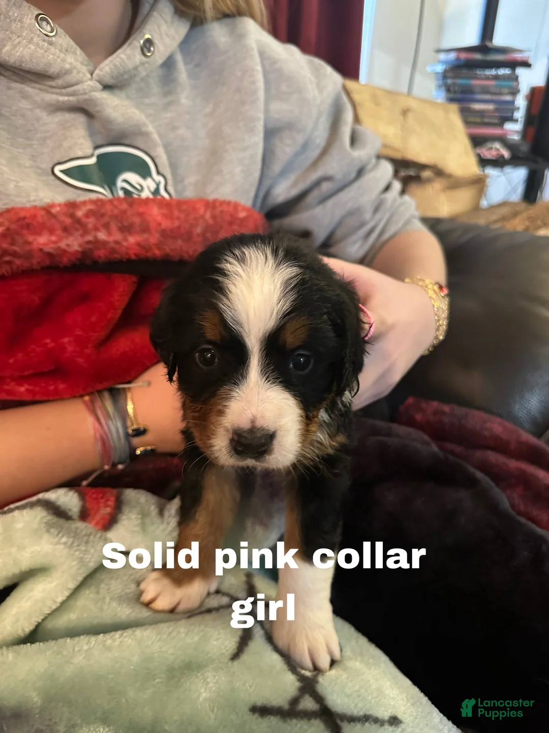 Bernese Mountain Dog dogs for sale: Bernese Mountain Dog Puppy 4 - Ad 1