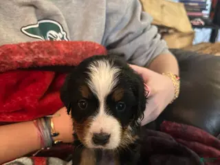 Bernese Mountain Dog dogs Bernese Mountain Dog Puppy 4 - Ad 6