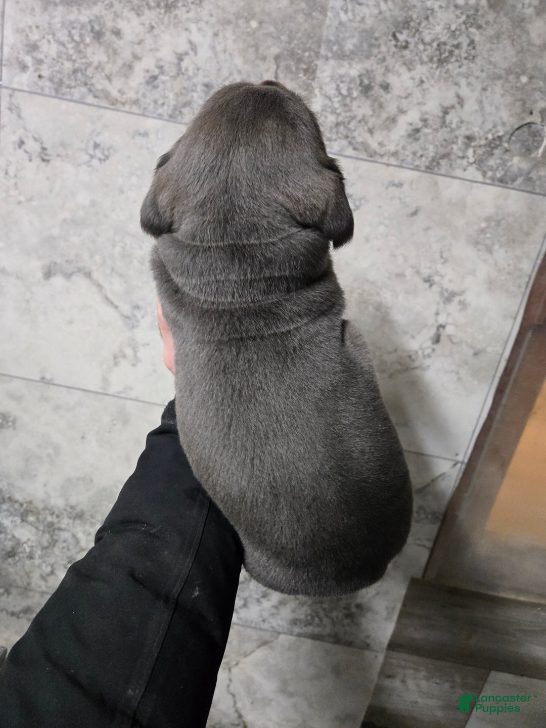 Cane Corso dogs for sale: Bowser  - Ad 4