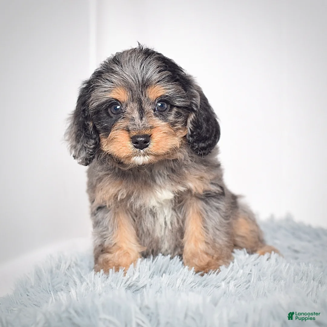 Cavapoo dogs for sale: Ms. Belle - Ad 3