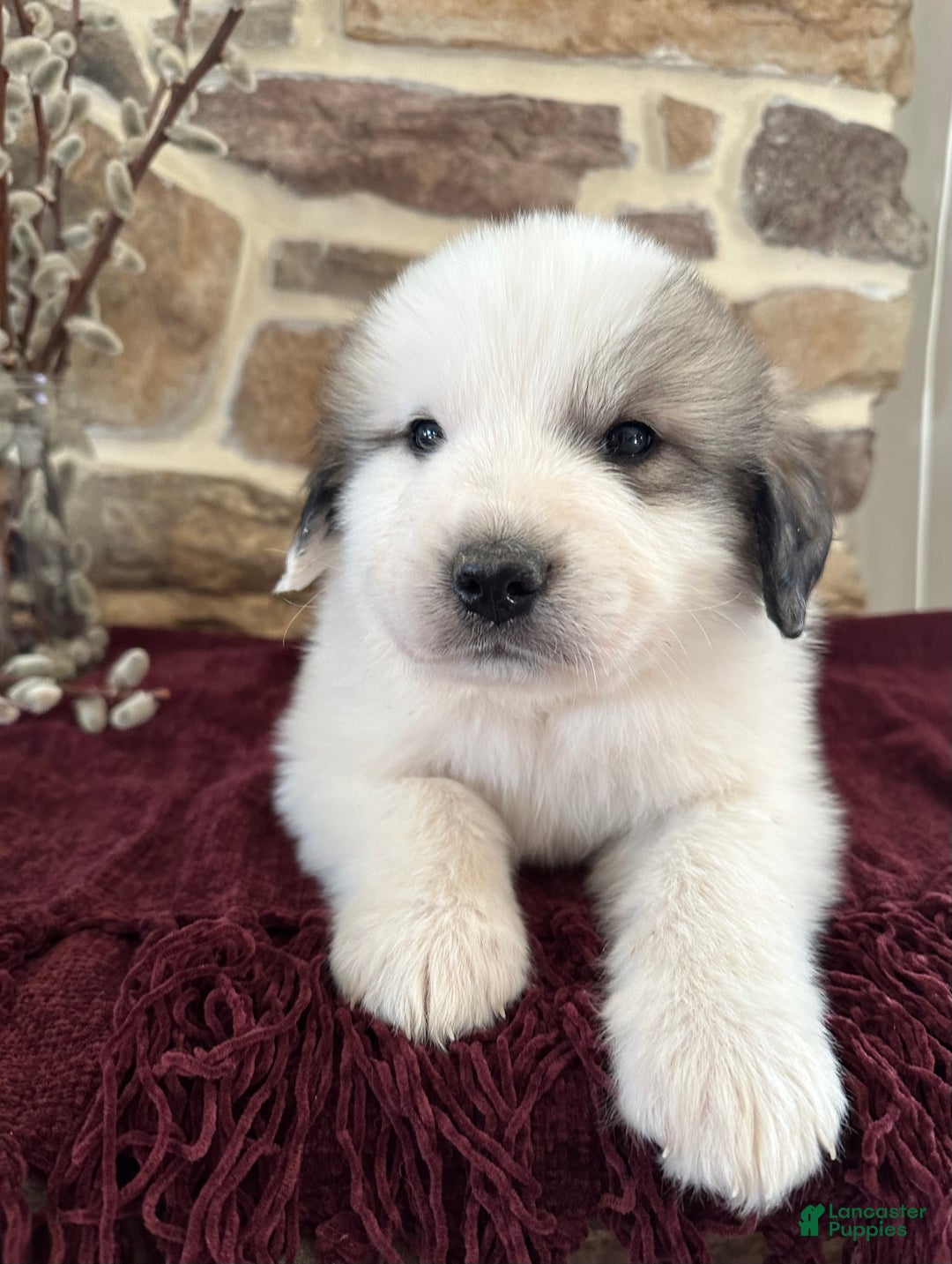 Great Pyrenees dogs for sale: AKC Avalanche - Ad 2