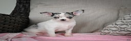 Chihuahua dogs for sale: Bella - Ad 1