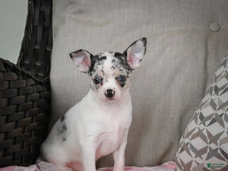 Chihuahua dogs Bella - Ad 27