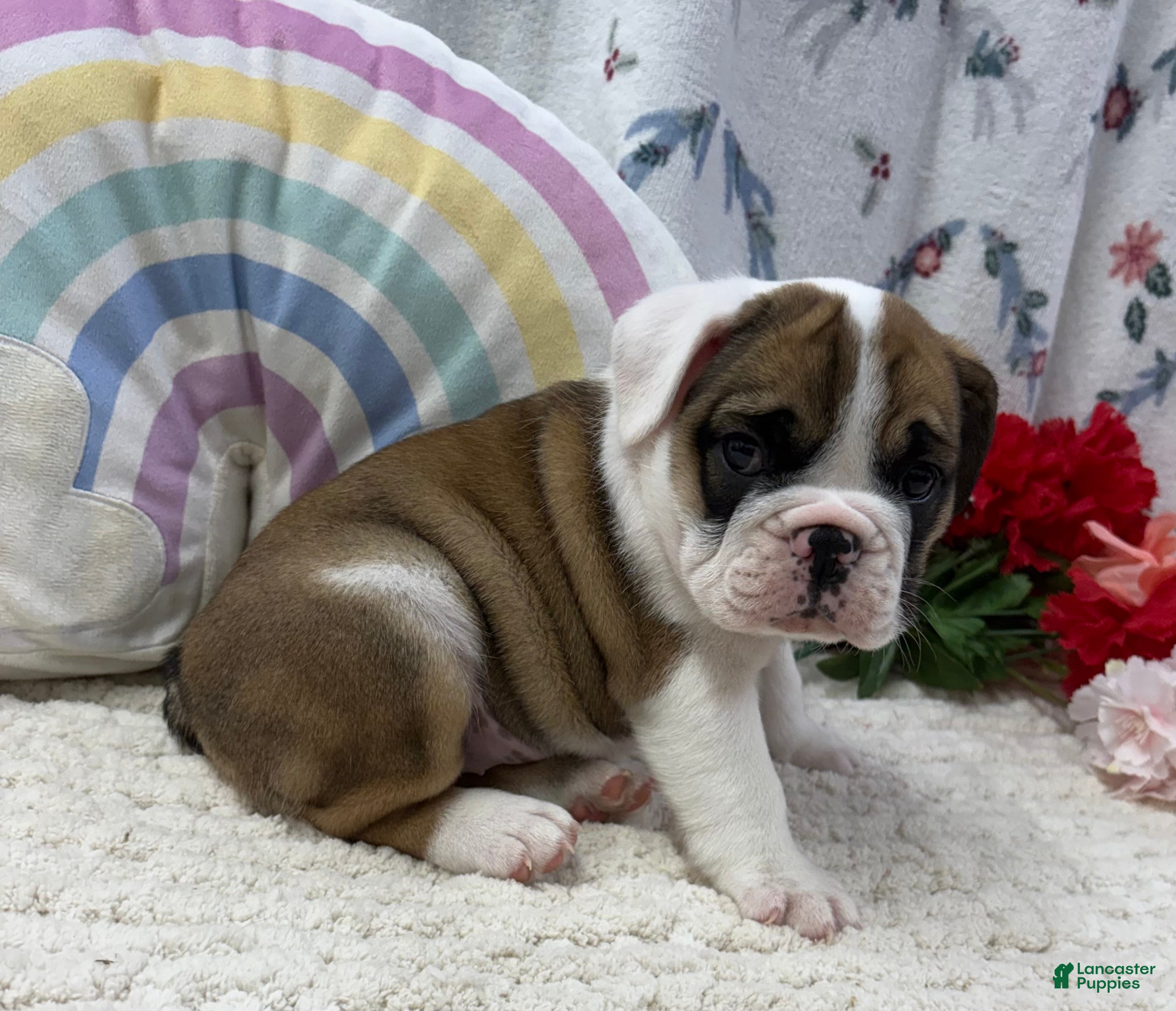English Bulldog dogs Lilly - Ad 1