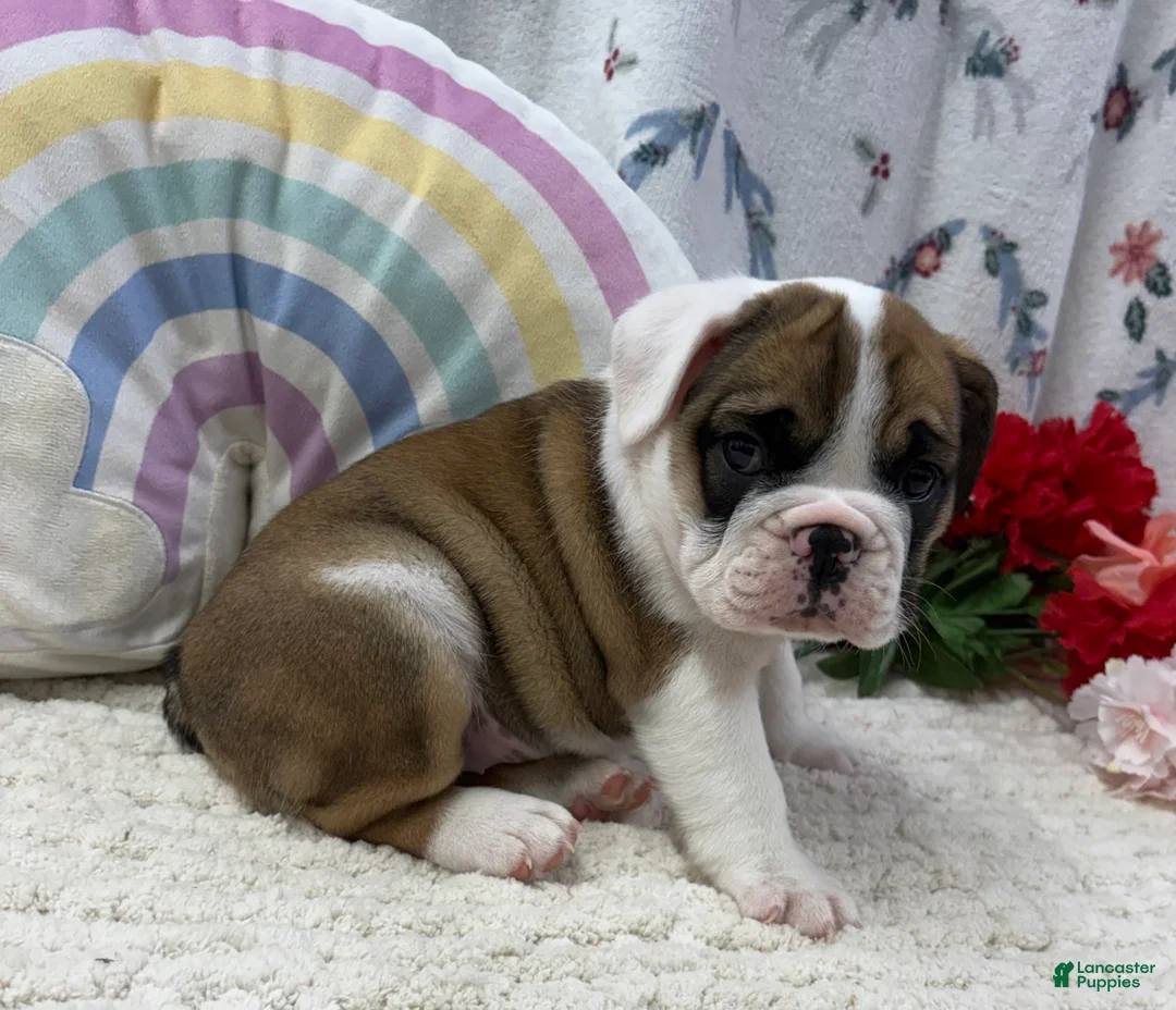 English Bulldog dogs for sale: Lilly - Ad 1