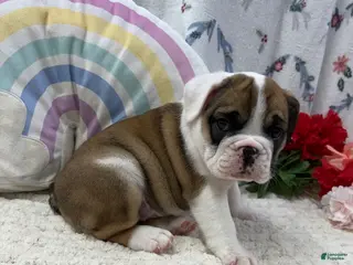 English Bulldog dogs for sale: Lilly - Ad 4