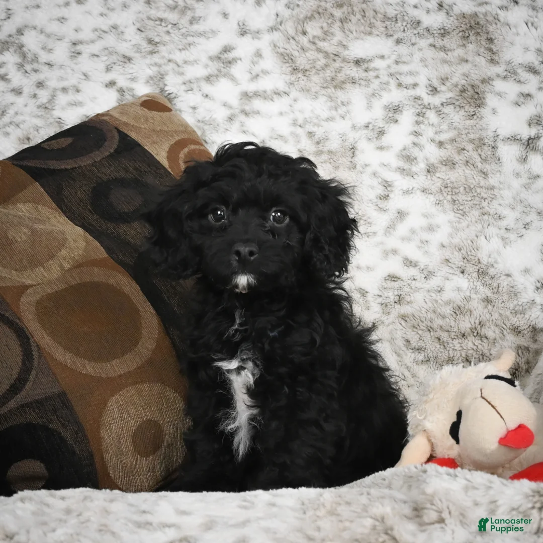 Cavapoo dogs for sale: Sam - Ad 3