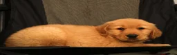 Golden Retriever dogs for sale: Evan - Ad 8