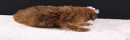 Shihpoo dogs for sale: LuLu - Ad 7