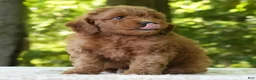 Mini Goldendoodle dogs for sale: Camden - Ad 8