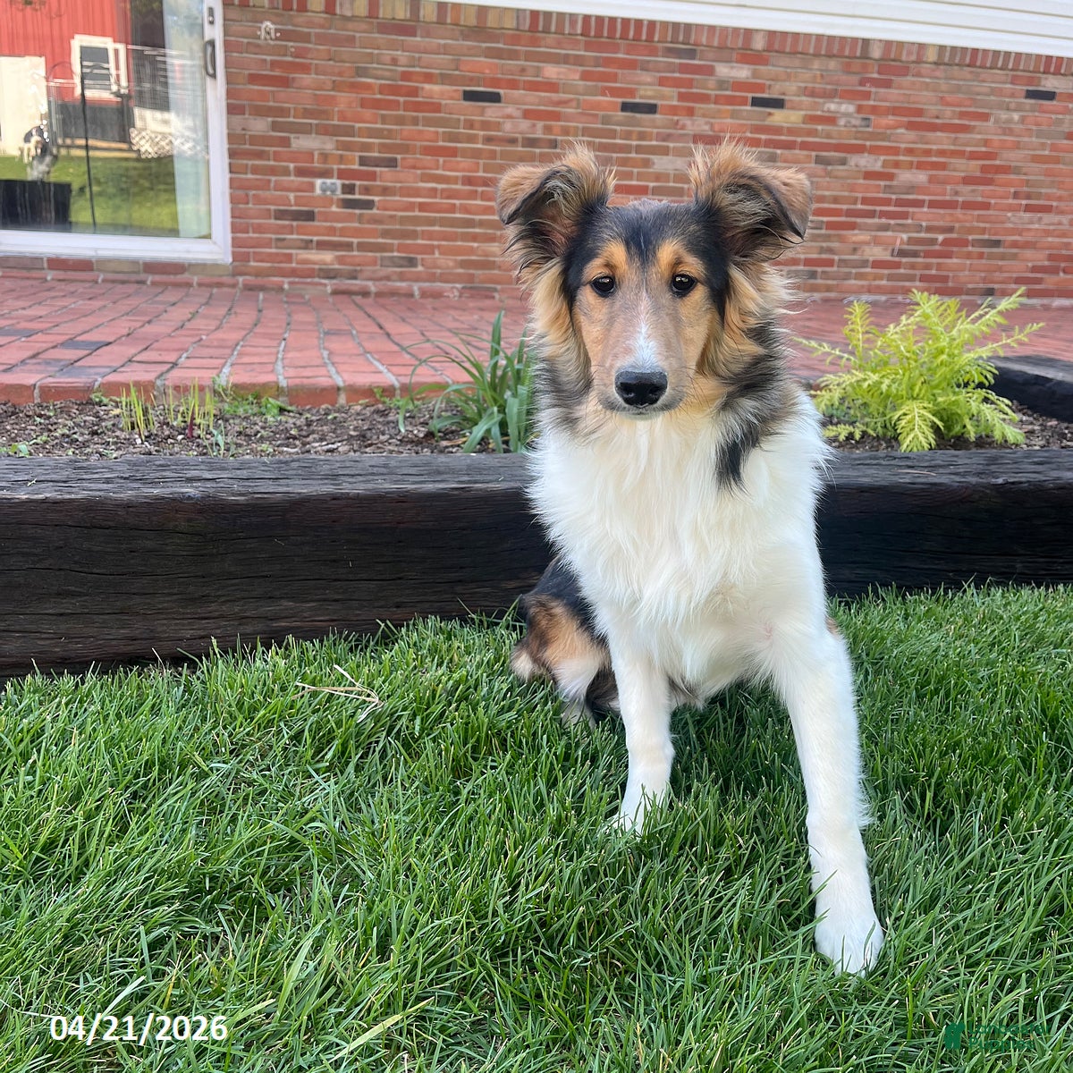 Shetland Sheepdog dogs Alice - Ad 1