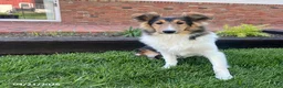 Shetland Sheepdog dogs for sale: Alice - Ad 1