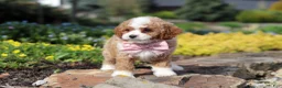 Cavapoo dogs for sale: Bambi - Ad 9