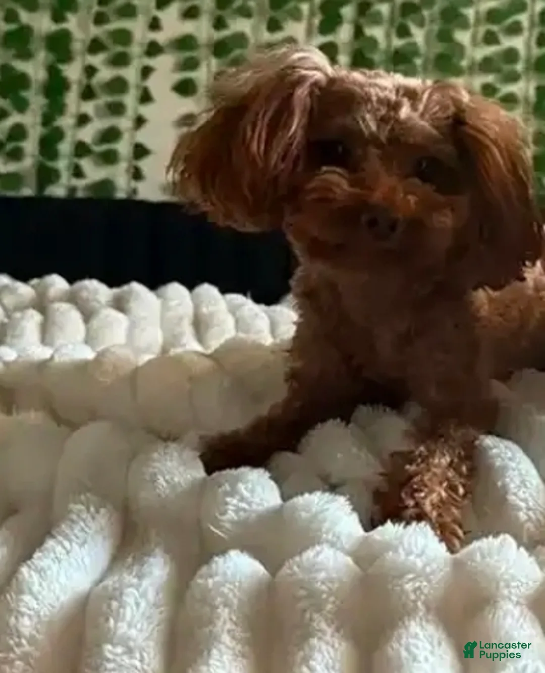 Maltipoo dogs for sale: Maltipoo toy hypoallergenic Puppy 2 - Ad 3