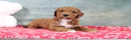Mini Goldendoodle dogs for sale: Dash - Ad 4