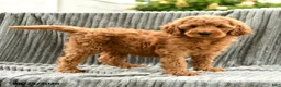 Goldendoodle dogs for sale: Fifi - Ad 3