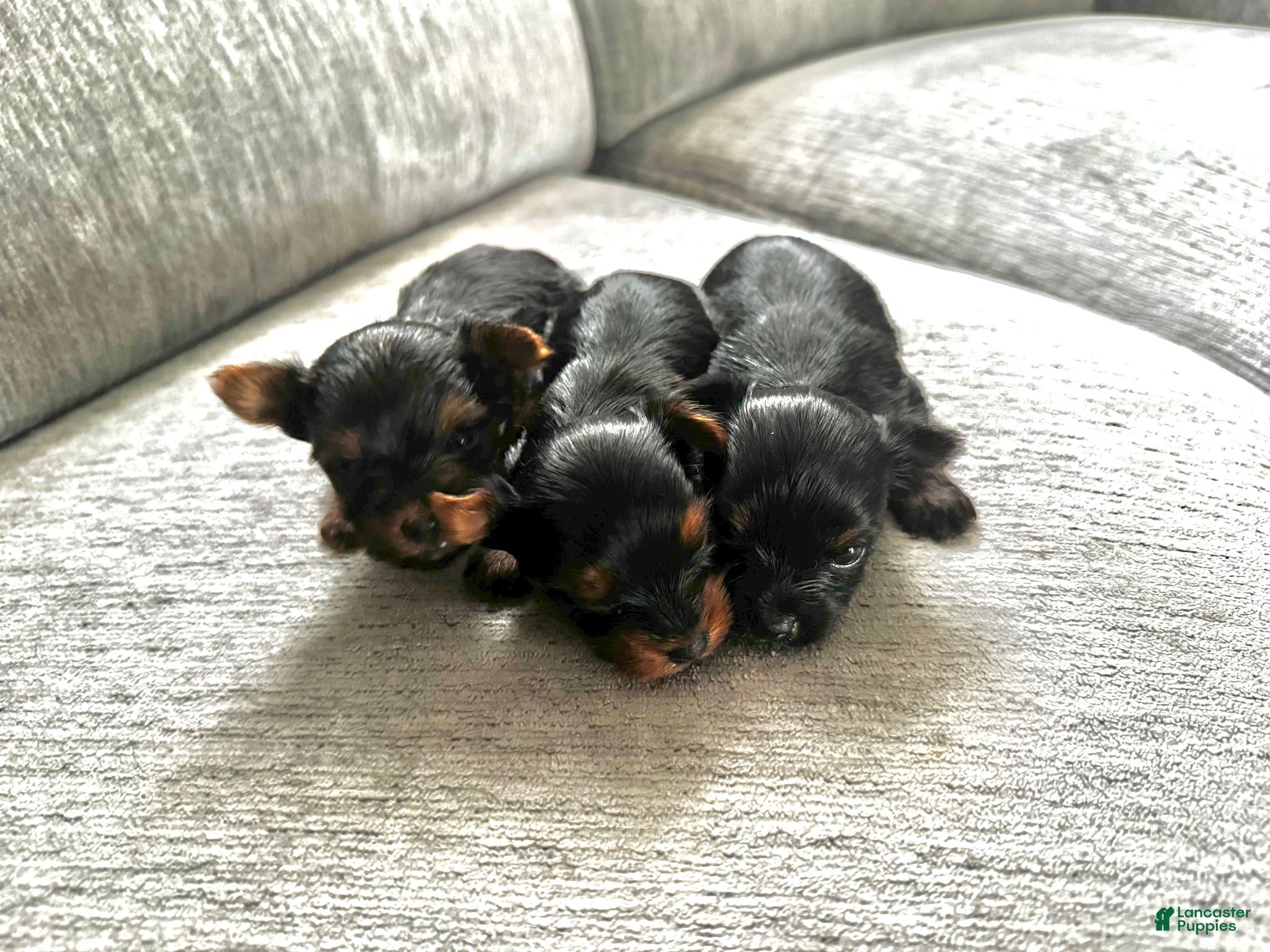 Yorkshire Terrier dogs for sale: Yorkshire Terrier 2 - Ad 4