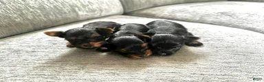 Yorkshire Terrier 2