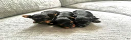 Yorkshire Terrier dogs for sale: Yorkshire Terrier 2 - Ad 1