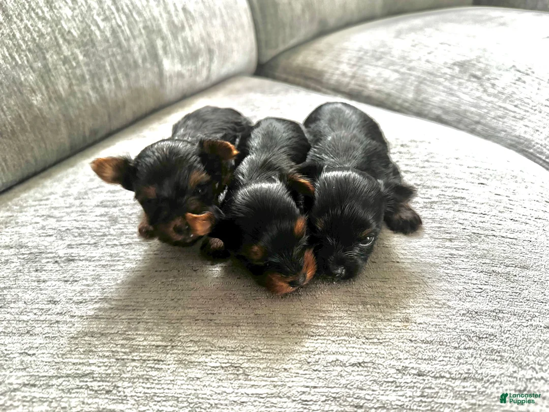 Yorkshire Terrier dogs for sale: Yorkshire Terrier 2 - Ad 1