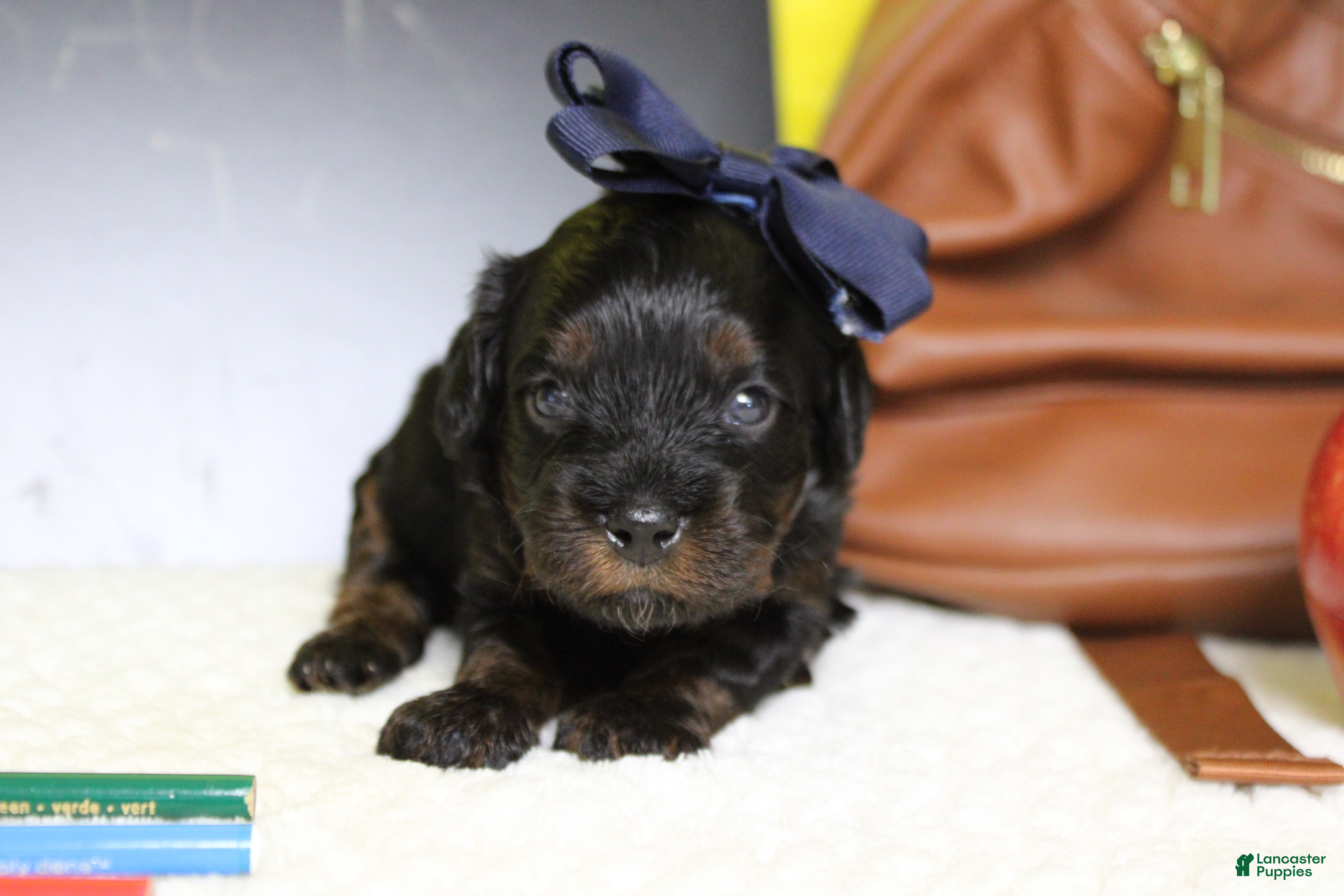 Toy Poodle dogs Pandora  - Ad 26