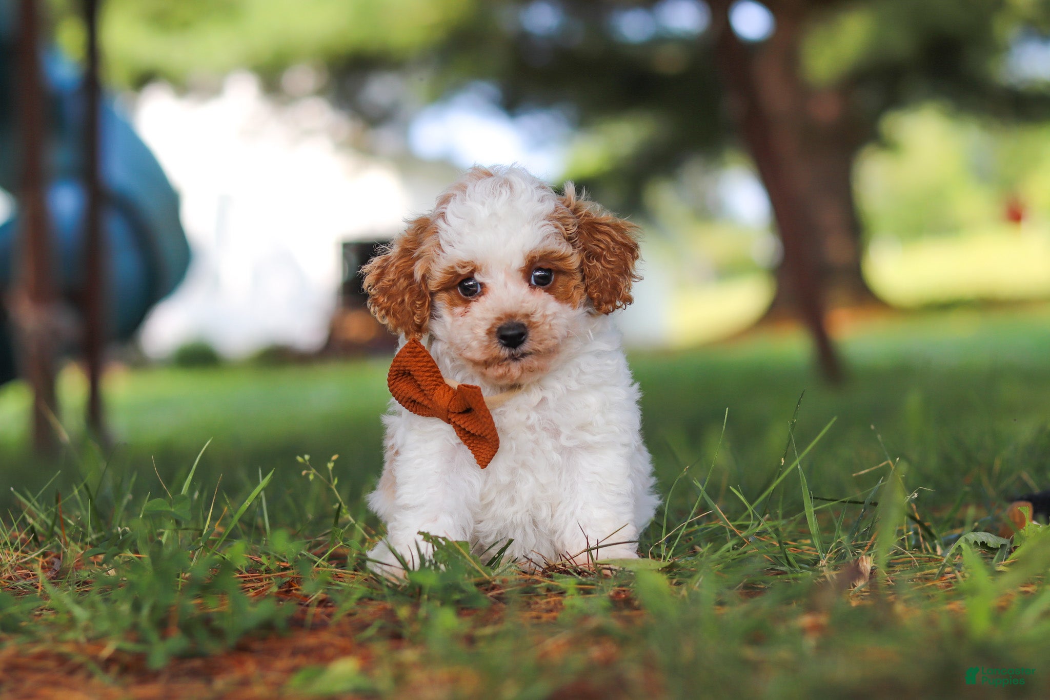 Miniature Poodle dogs Milo - Ad 2