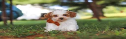 Miniature Poodle dogs for sale: Milo - Ad 2
