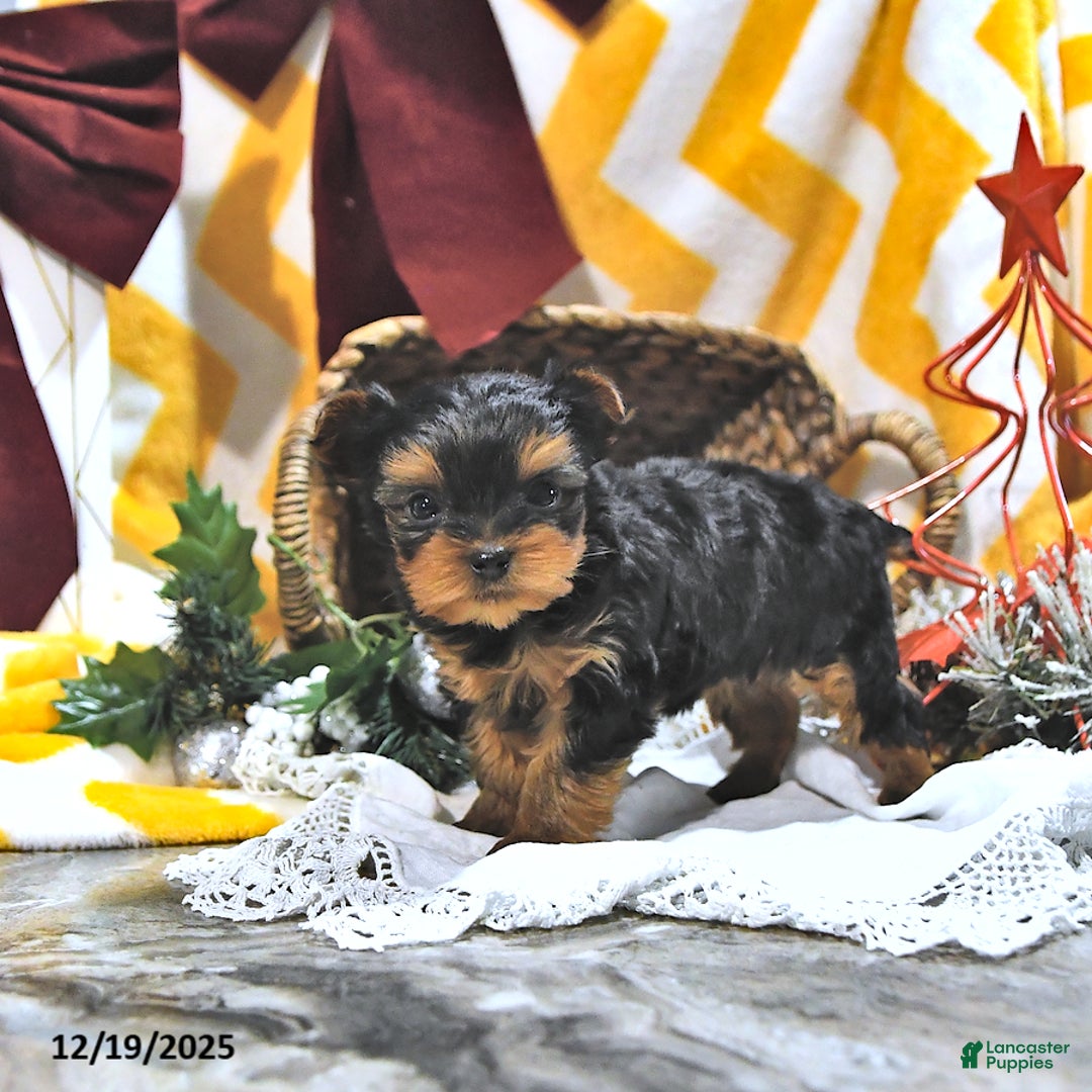Yorkshire Terrier dogs for sale: Jenna EXTRA SMALL - Ad 2