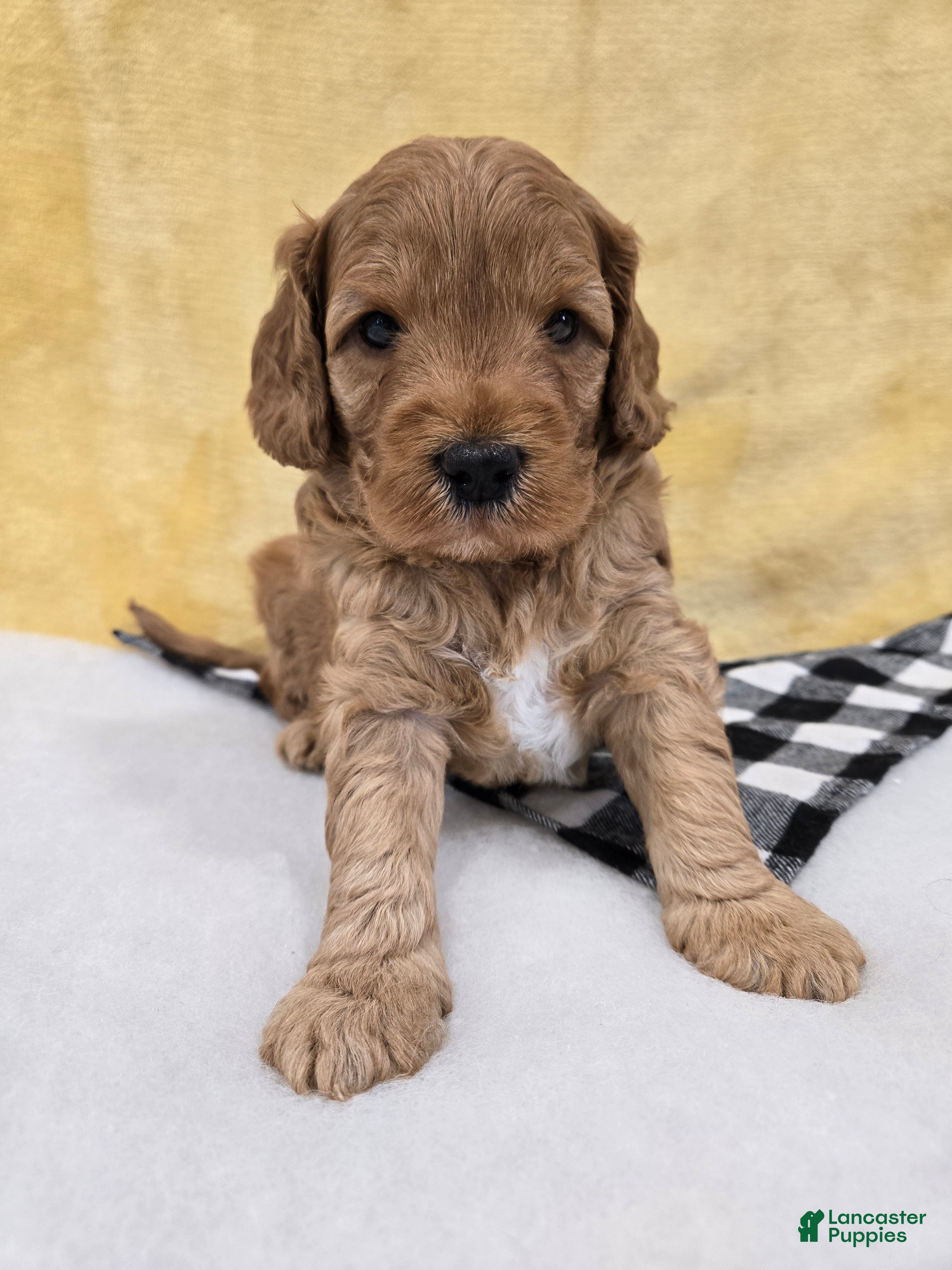 Mini Goldendoodle dogs Cliff - Ad 2