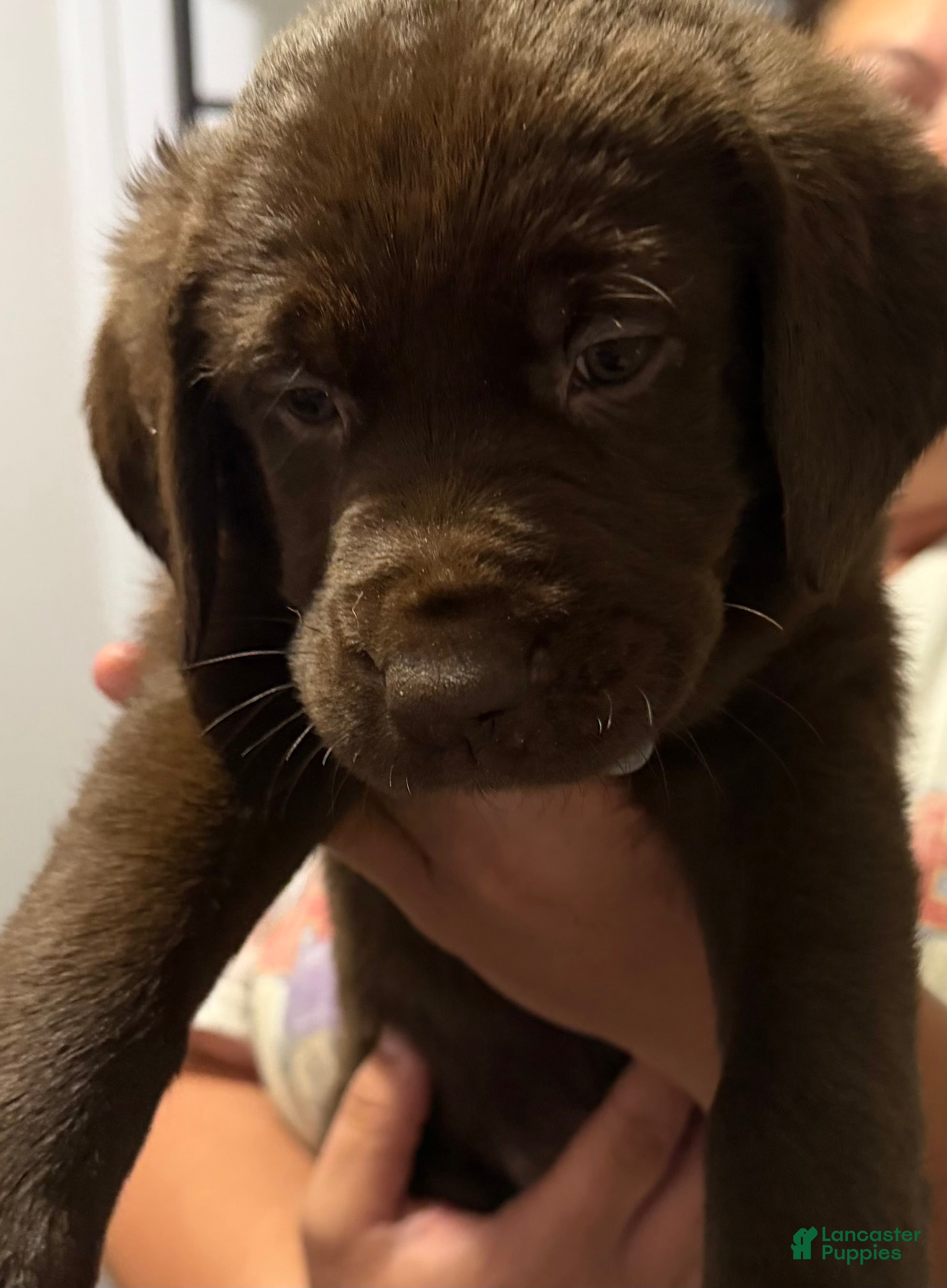 Labrador Retriever dogs Lab Puppy 4 - Gray Collar - Ad 3