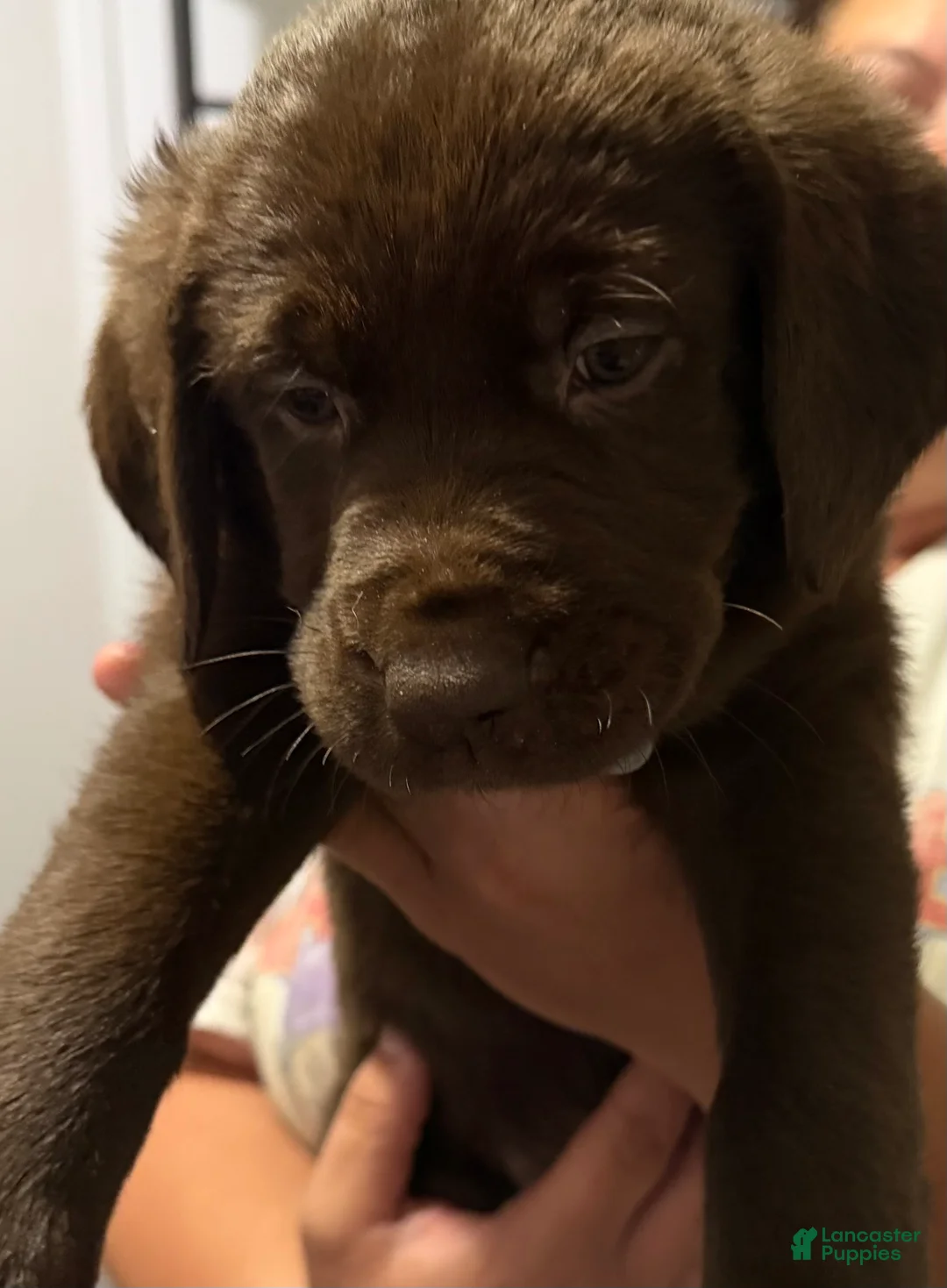 Labrador Retriever dogs for sale: Lab Puppy 4 - Gray Collar - Ad 1