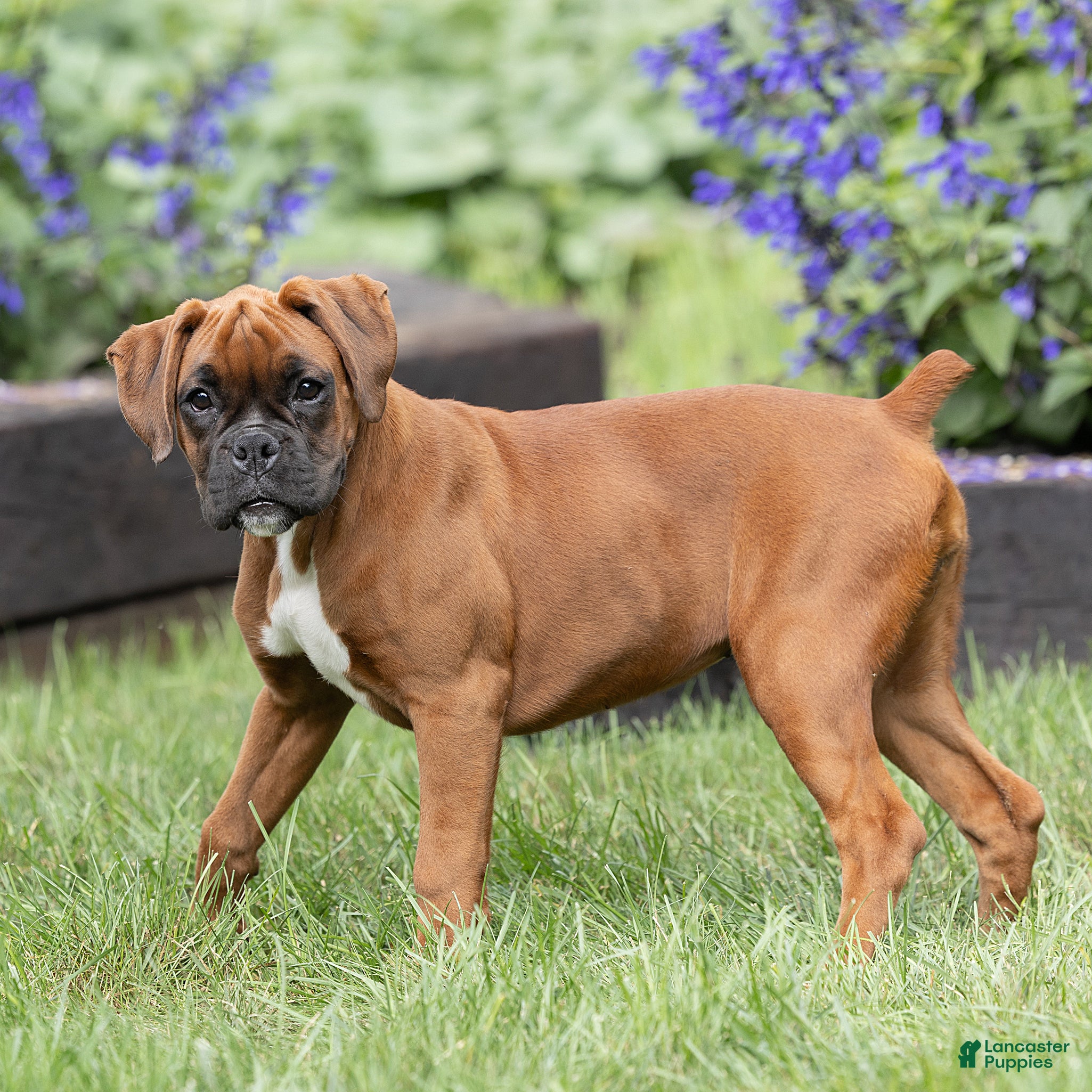 Boxer dogs Neva Boxer  - Ad 2