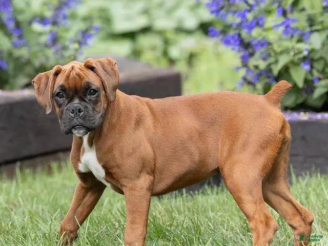 Boxer dogs Neva Boxer - Ad 2
