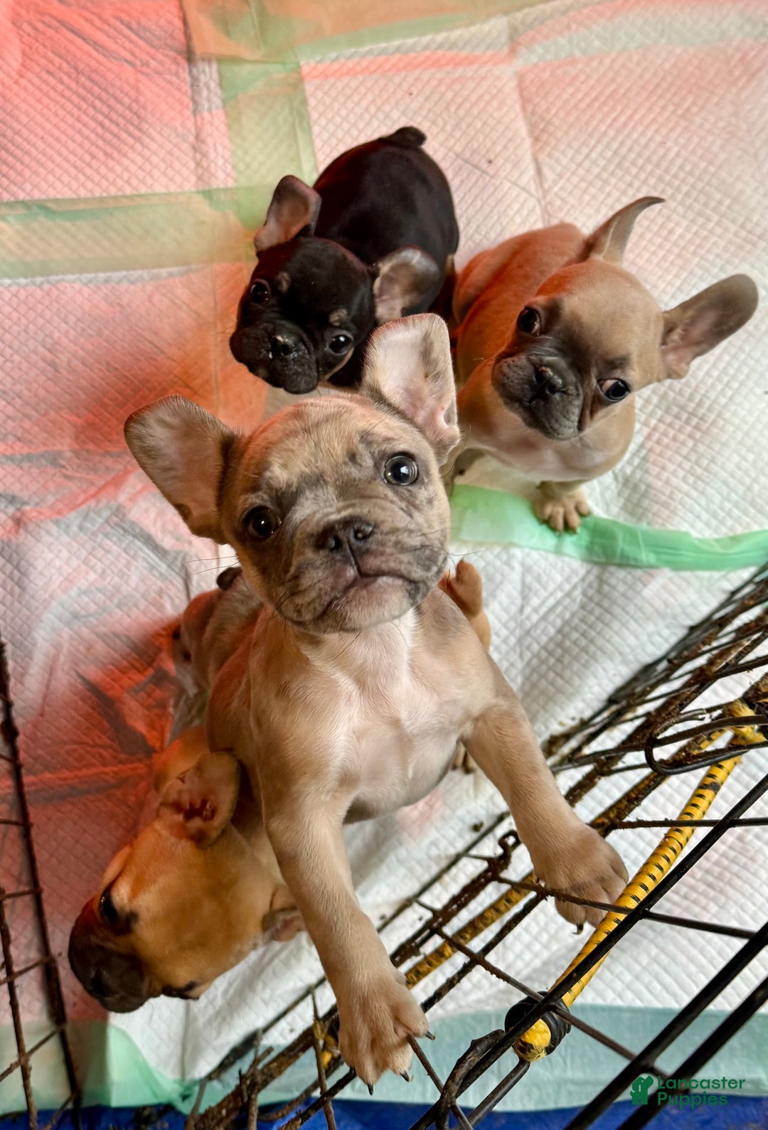 French Bulldog dogs for sale: French Bulldog Puppy 2 - Ad 2
