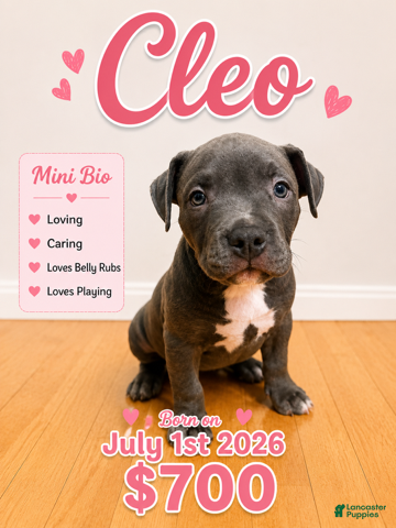 American Pit Bull Terrier dogs Cleo - Ad 14