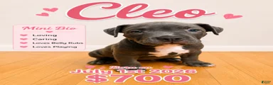 Cleo