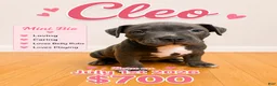 American Pit Bull Terrier dogs for sale: Cleo - Ad 1