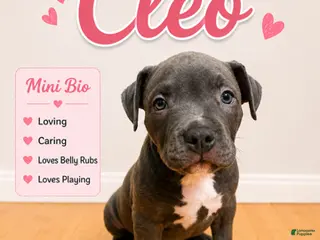 American Pit Bull Terrier dogs Cleo - Ad 14