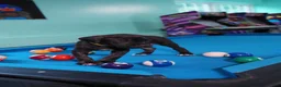 Cane Corso dogs for sale: Rouge - Ad 5