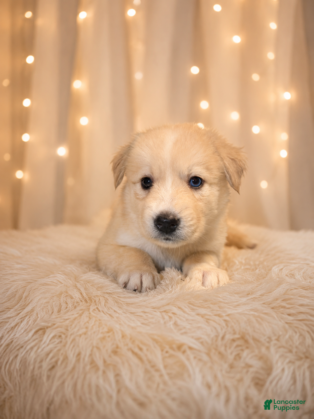 Goberian dogs Misty - Ad 2
